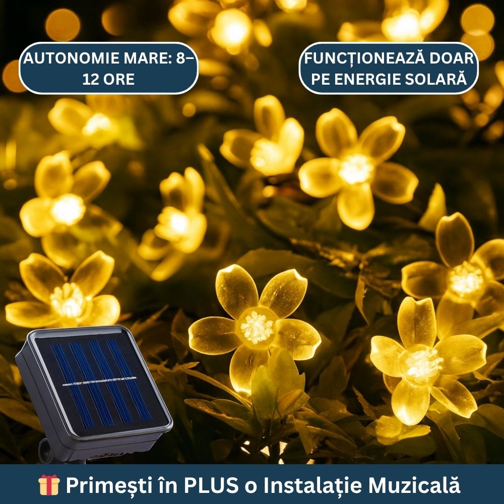 Oferta -50% 1+1 inst.flori cires+inst.muzicala